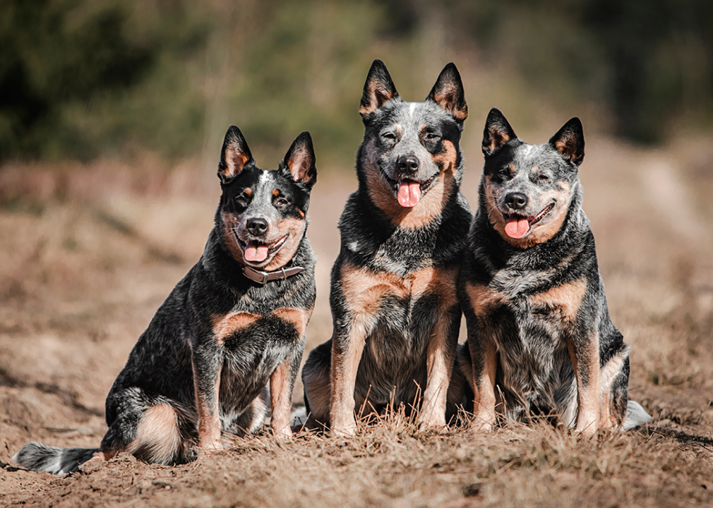 #11. Australian cattle dog